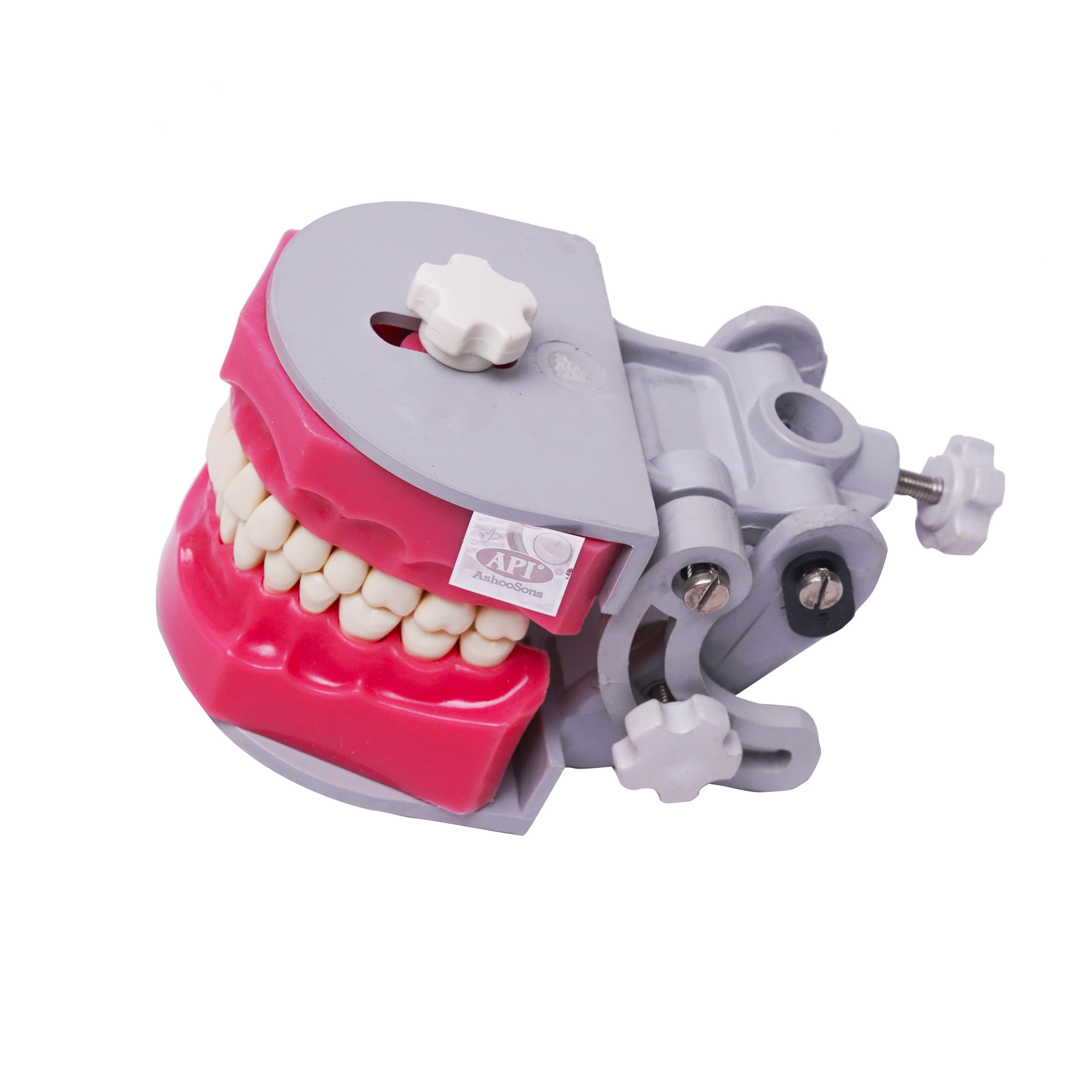 API Dental Study Model Typho With Jaw Set